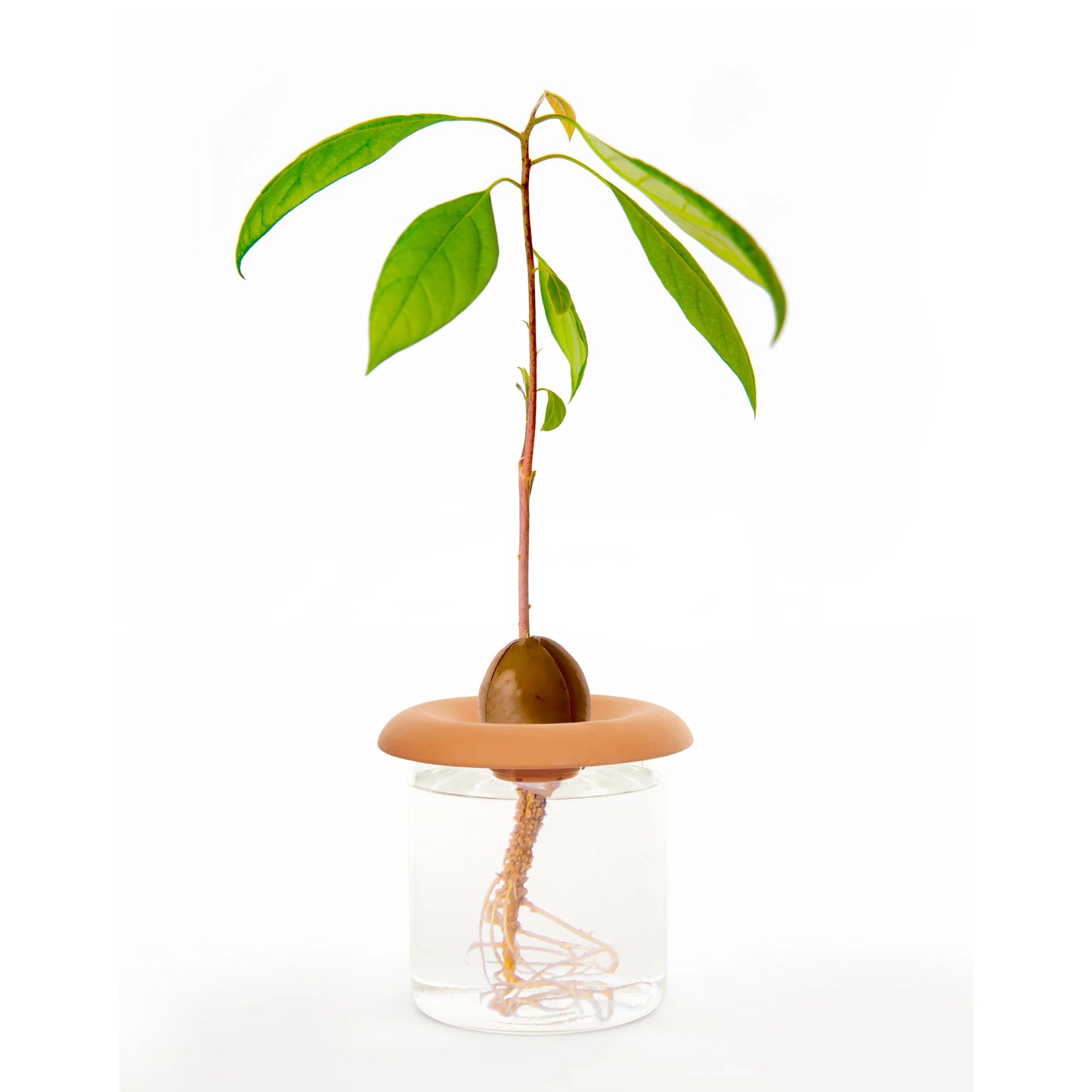 Germoirs en Terre Cuite - Set de 3